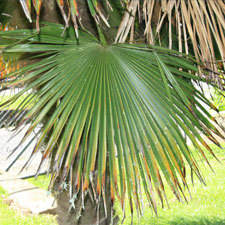 chinese windmill palm