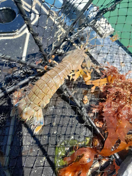 Invasive, non-native shrimp found in Tauranga Harbour